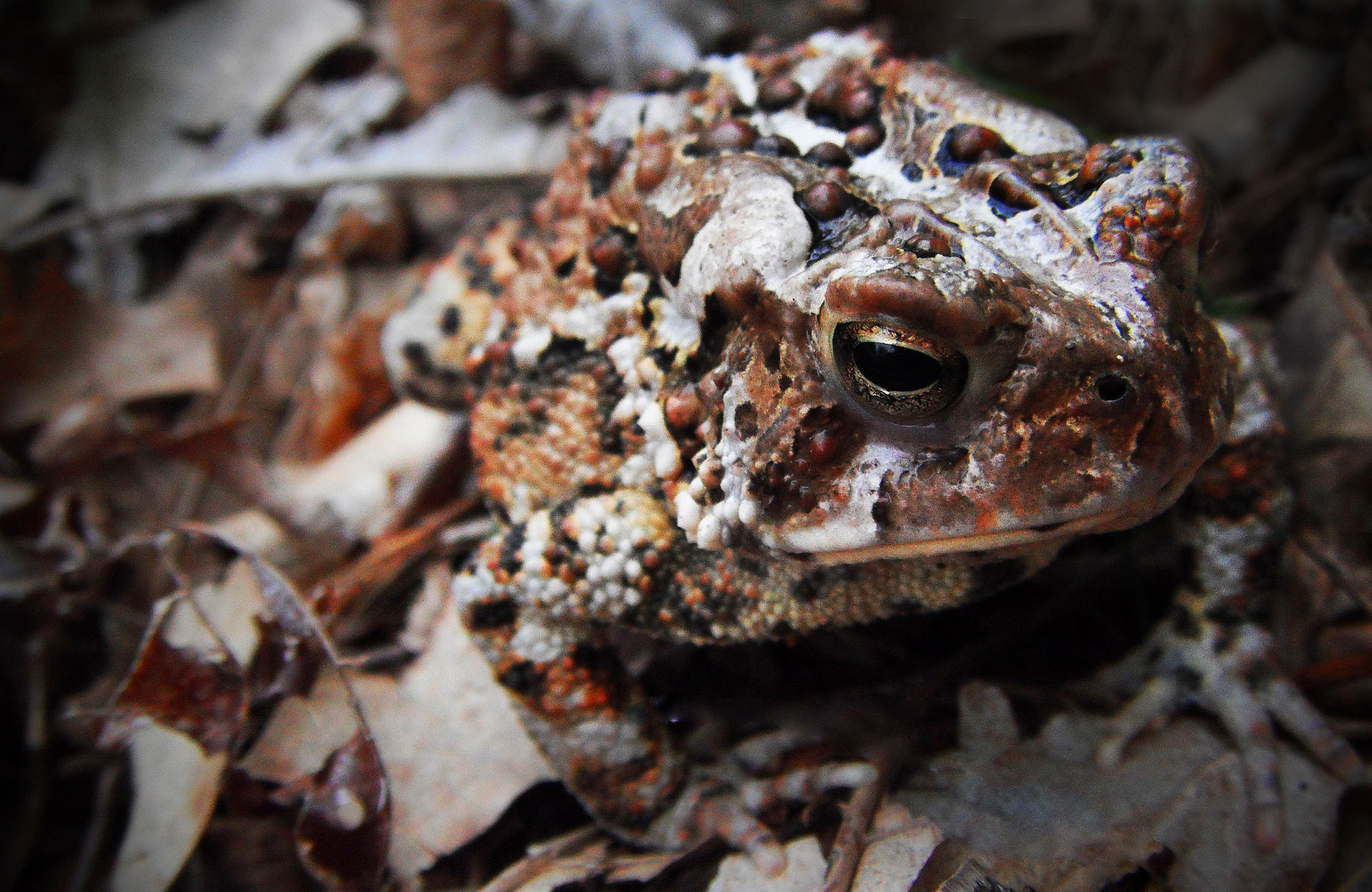 Frogs and Toads of Illinois