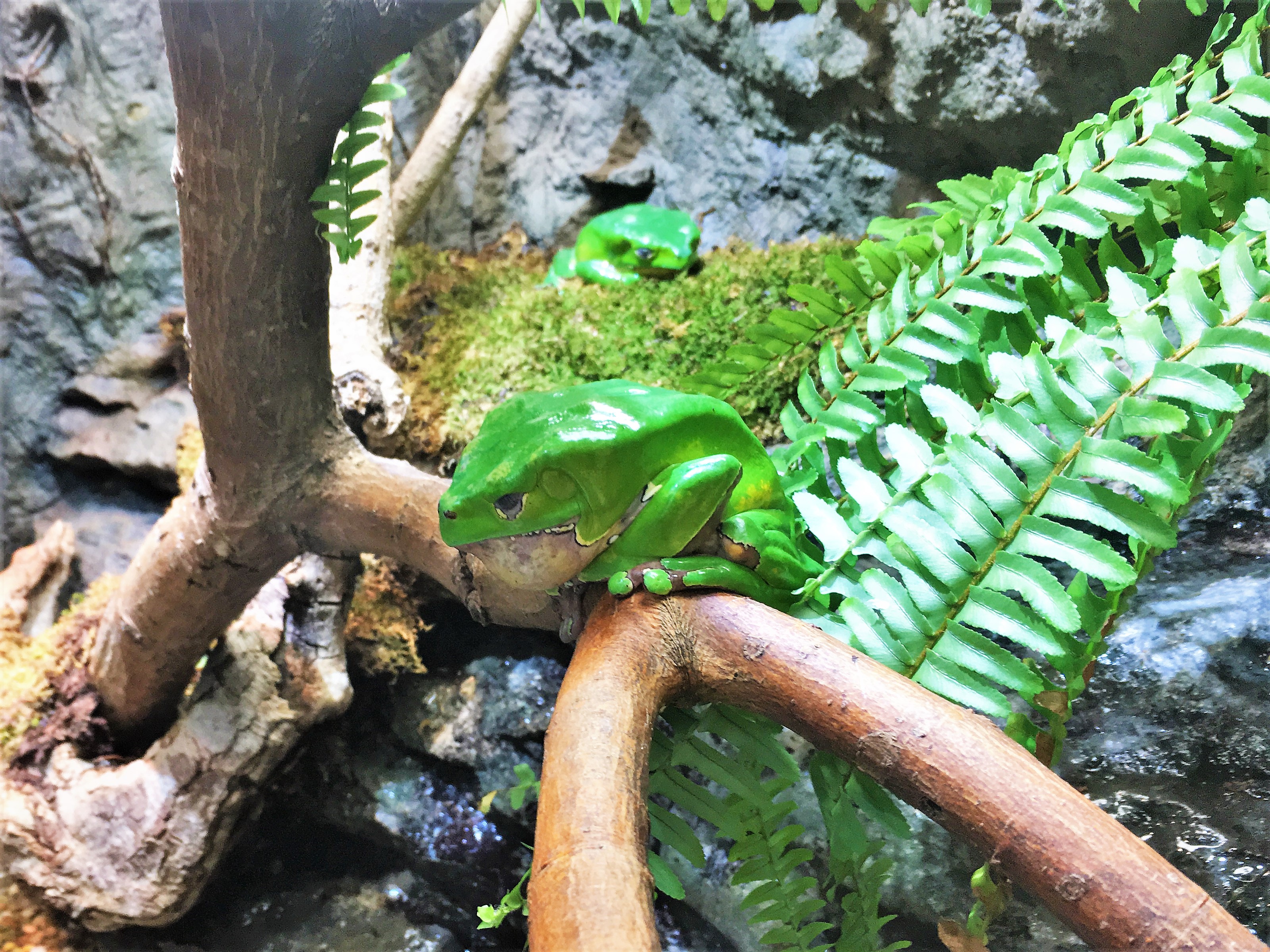 FROGS 2013年版 Tesoros Frogs Oophaga lehmanni orange