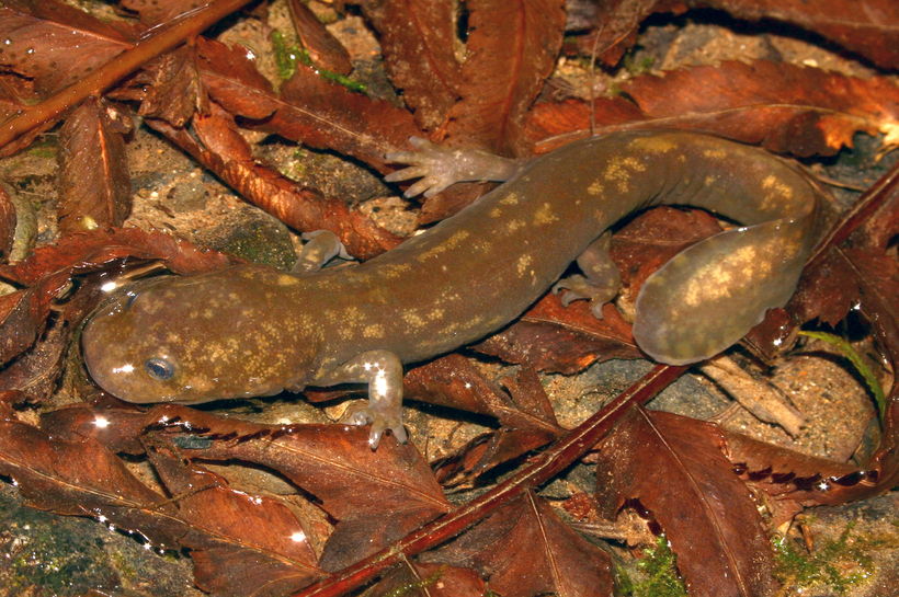 Cope’s Giant Salamander (Dicamptodon copei)
