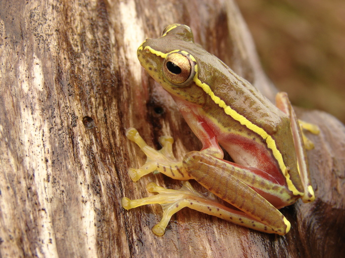 Small Tree Frog (Rhacophorus lateralis)