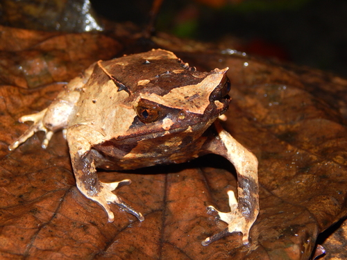 Asian Horned Frog (Megophrys montana) -