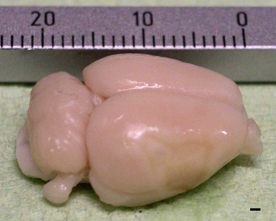 rat-brain-simulation