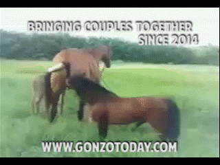 Horse Sex