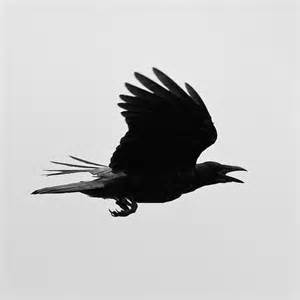 silver crow