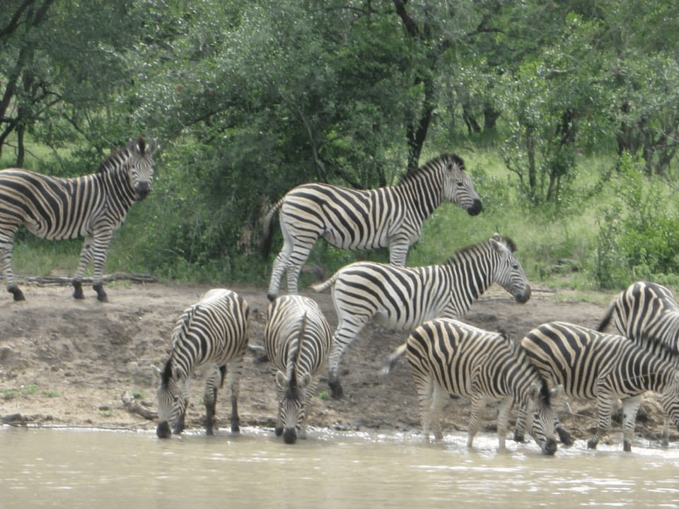 Zebra