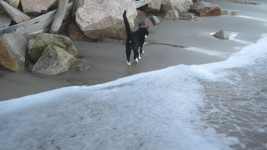beach-cat