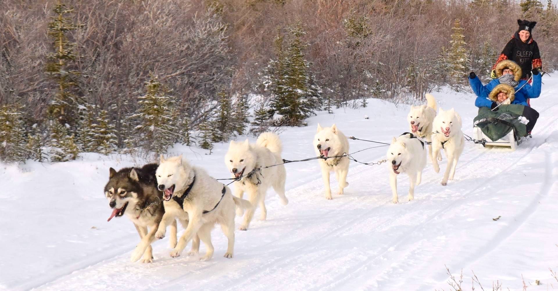 How do sled dogs help us