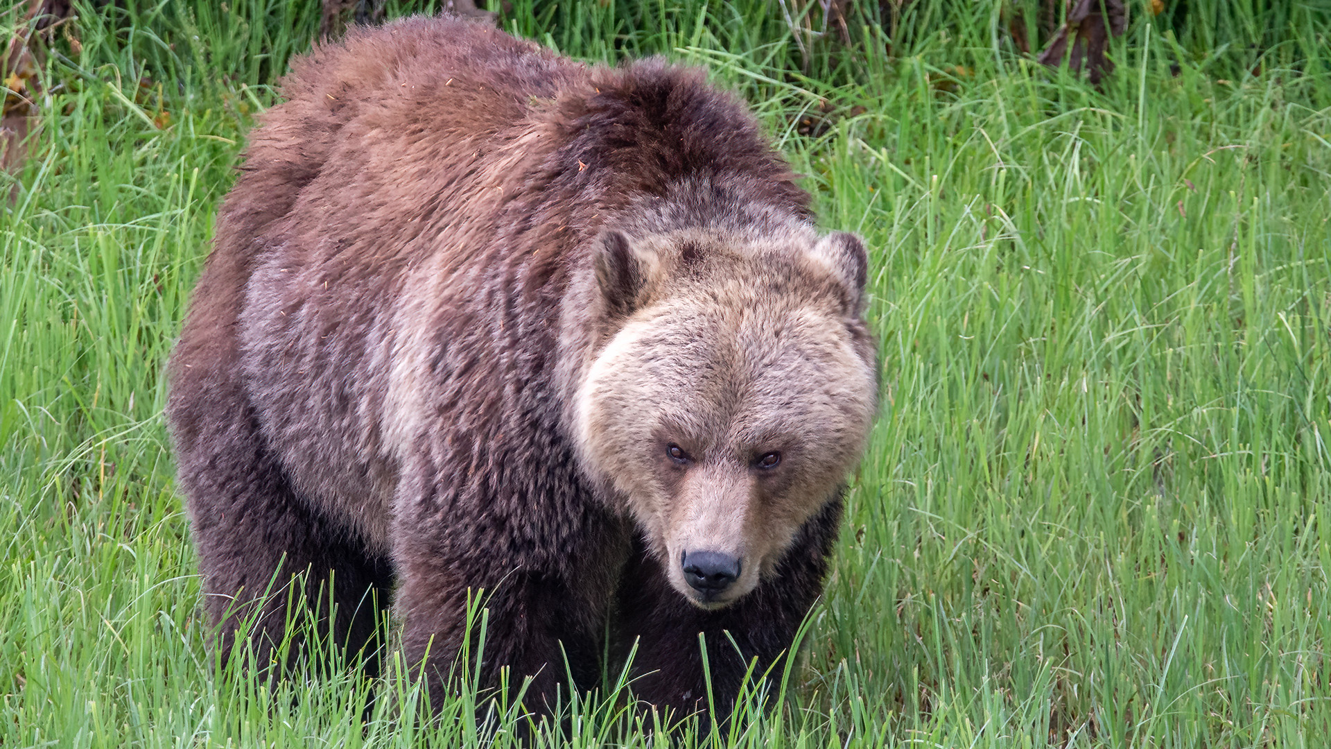 Brown bear coloring picture [2025]