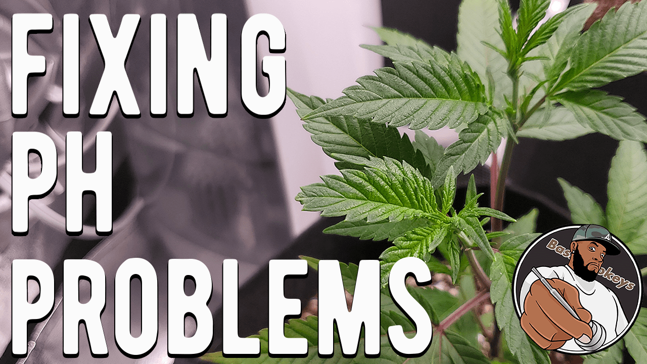 Fixing my pH Problems + Week 2 Update – THE PHOTO GROW: 4 STRAIN GROW S1 EP6