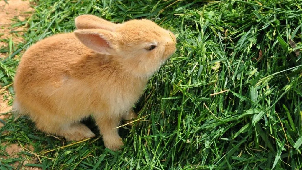 토끼 초식? 왜 초식동물일까? 특징과 먹이 주는 팁