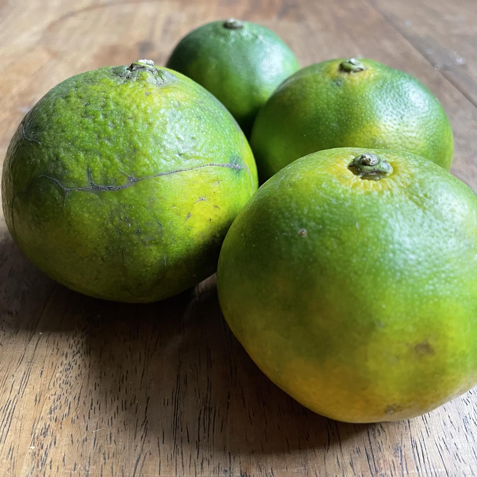Satsuma