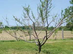 Online Orchards Dwarf Red Haven Peach Tree Bare Root Ftpe001 The Home Depot