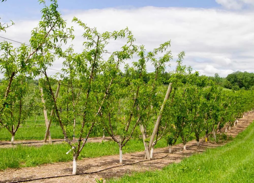 How To Prune A Peach Tree Ebook By Guy Laforge 1230000129401 Rakuten Kobo Philippines