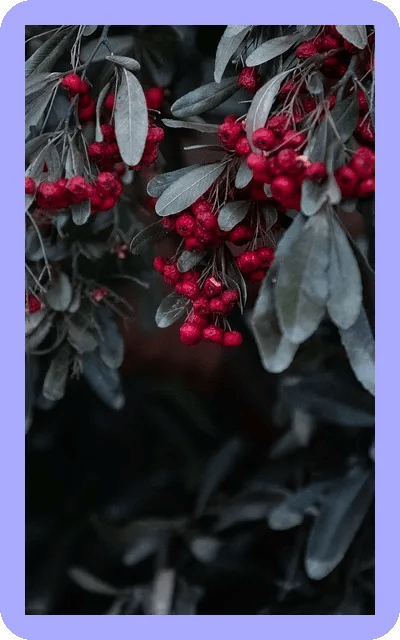 허브 키우는 방법 초보자도 쉽게 따라하기 7 허브 키우는 방법 초보자도 쉽게 따라하기