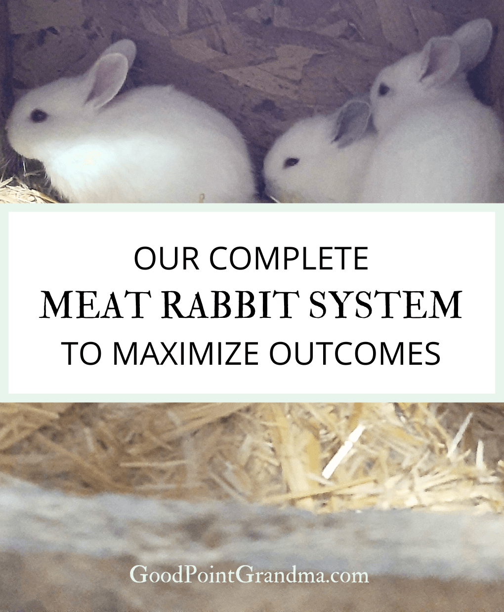 Our Complete Meat Rabbit System To Maximize Outcomes