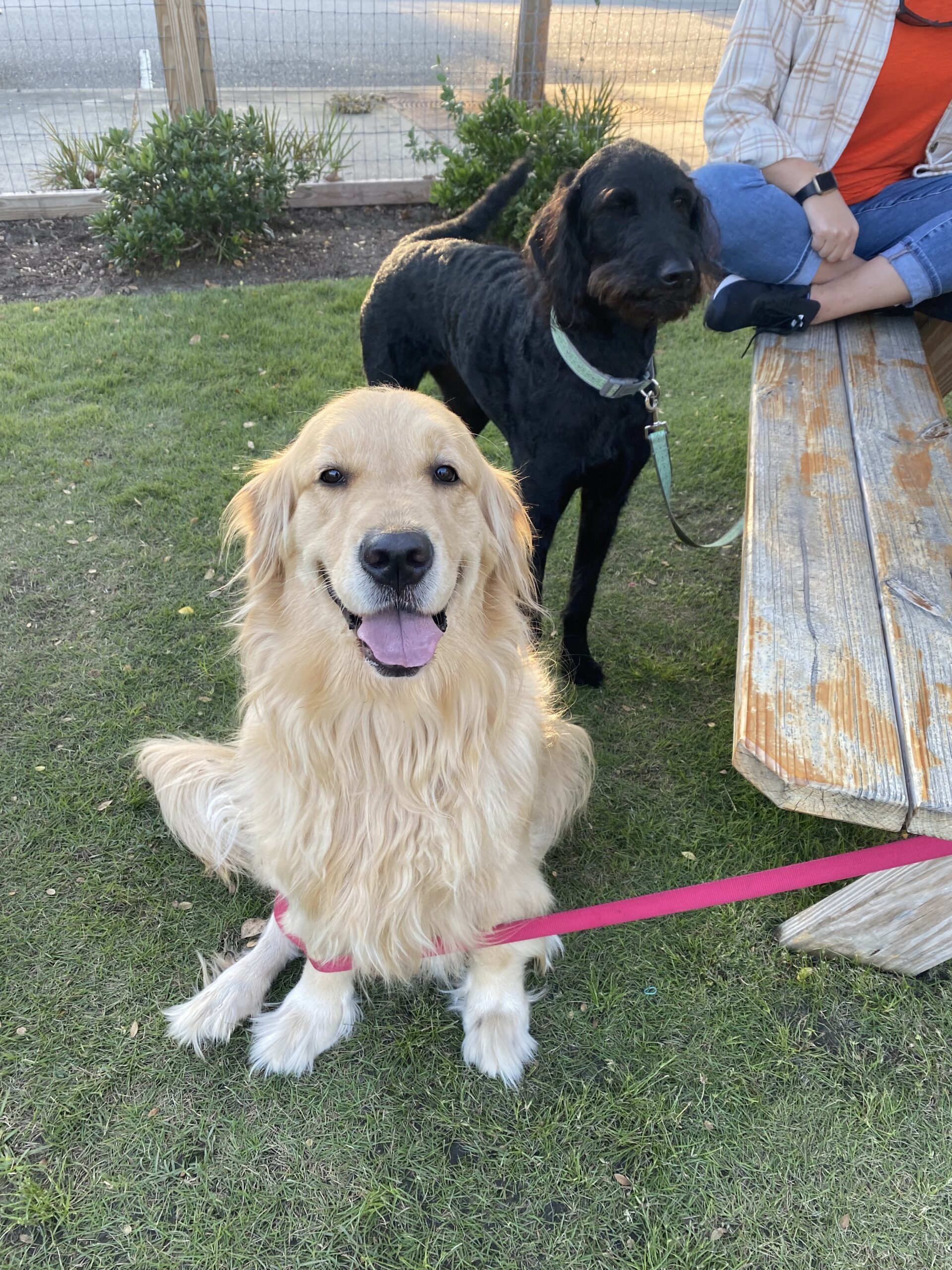 The most fun DogFriendly Restaurants in Myrtle Beach