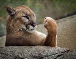 lion