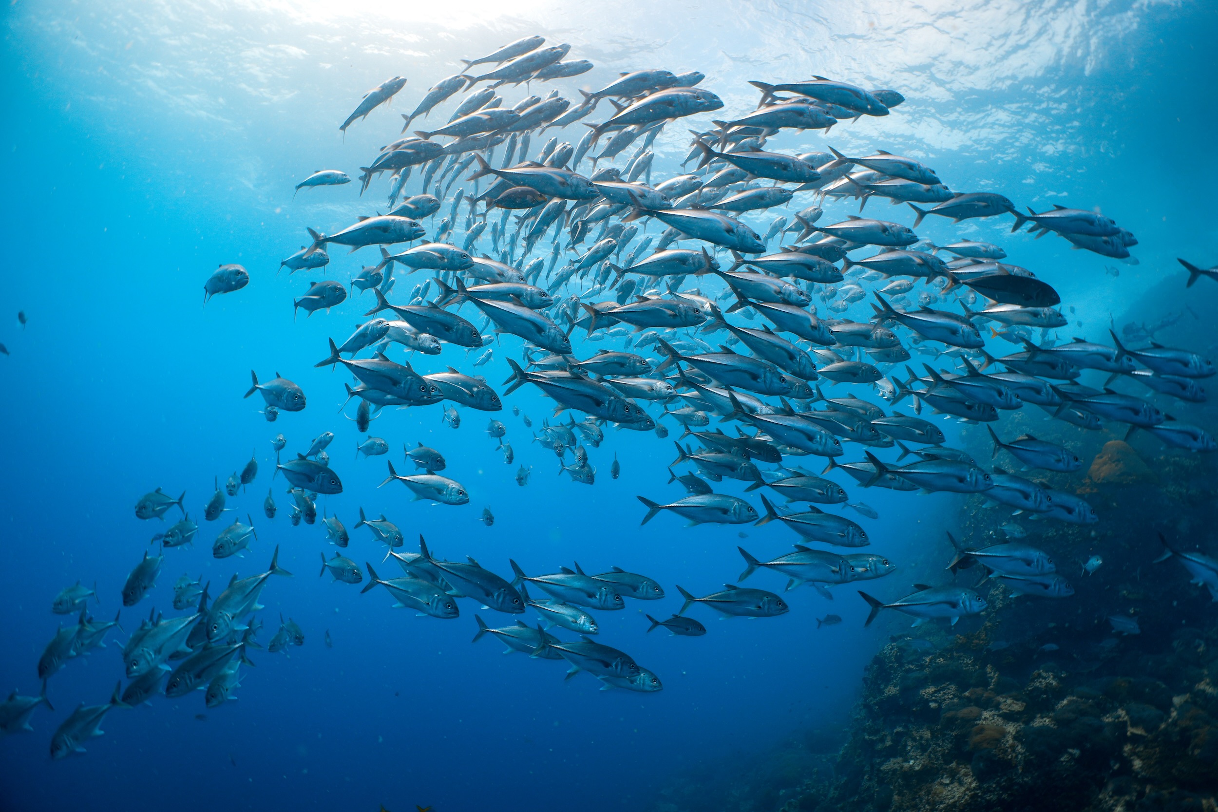 School of silver fish swimming in blue ocean waters, showcasing marine life diversity and underwater beauty.