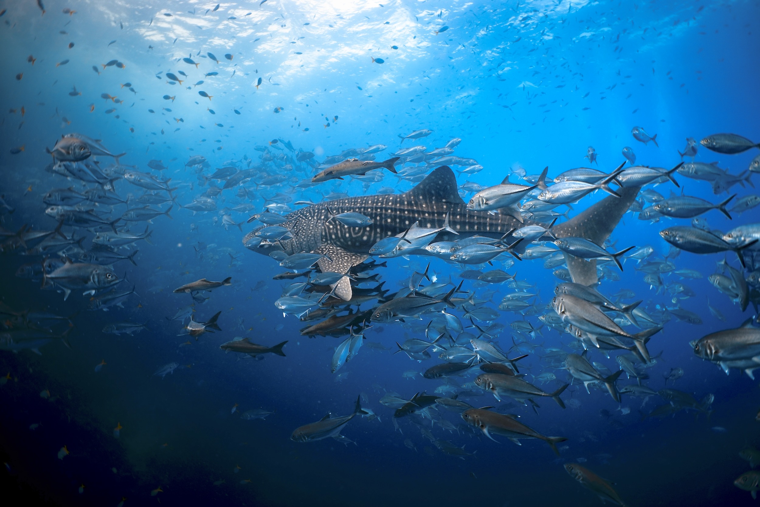 Whale shark swimming with a school of fish in clear blue ocean waters.