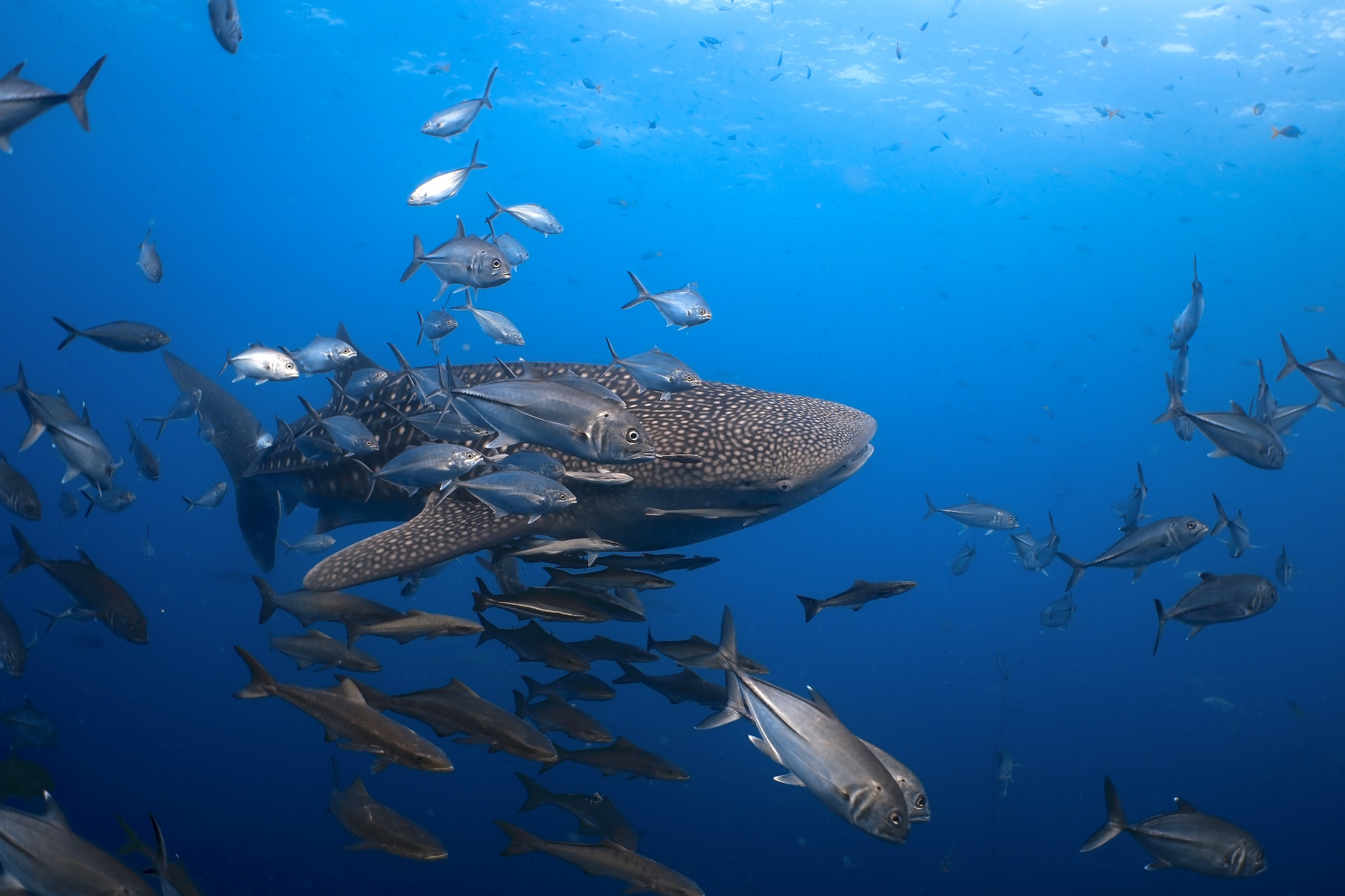 Whale shark swimming with a school of fish in the ocean depths.