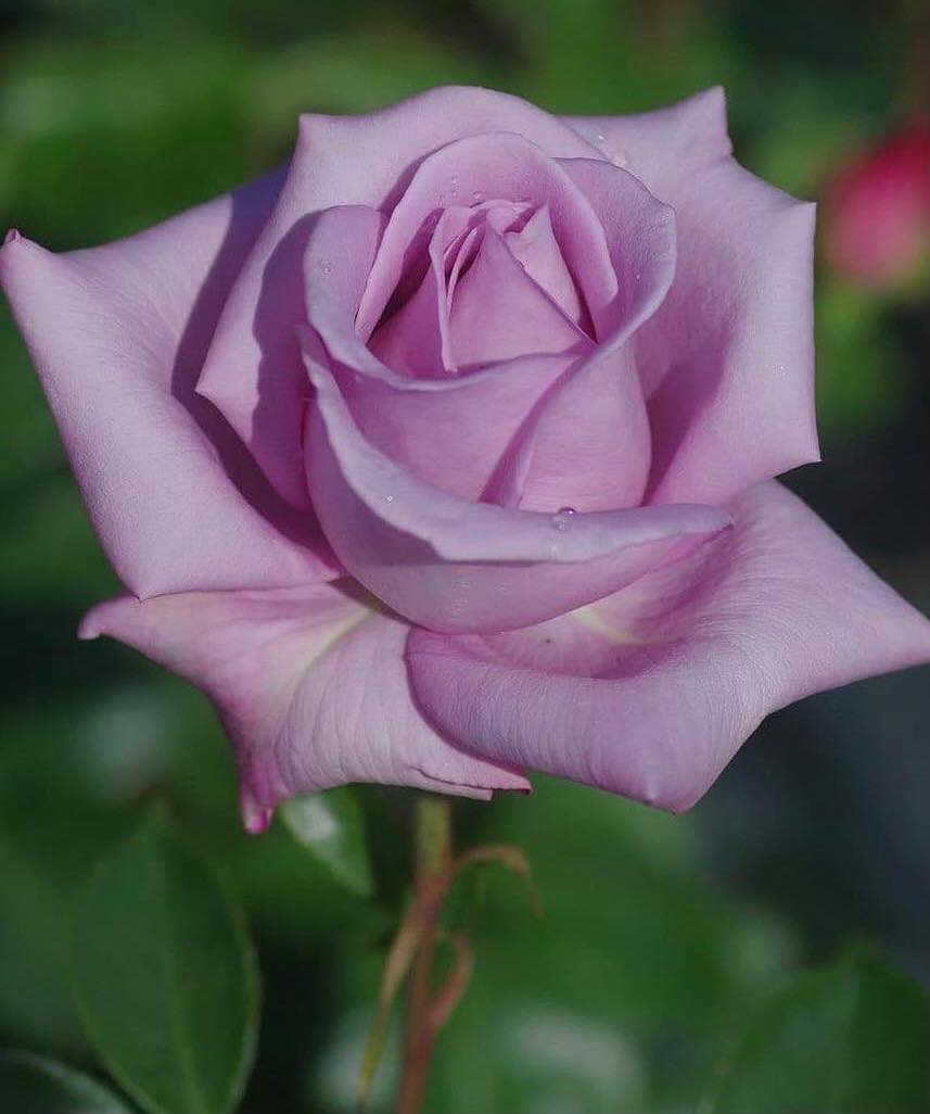 Mauve.....-1.jpg