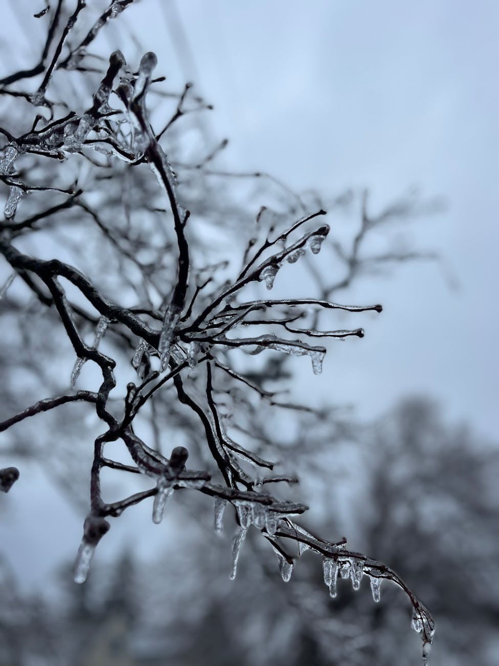 A close-up view of tree branches covered in ice, with icicles hanging from them. The background is blurred, showing more ice-covered trees and a cloudy sky, indicating a cold winter day. The image captures the beauty and intricacy of ice formation on the branches.