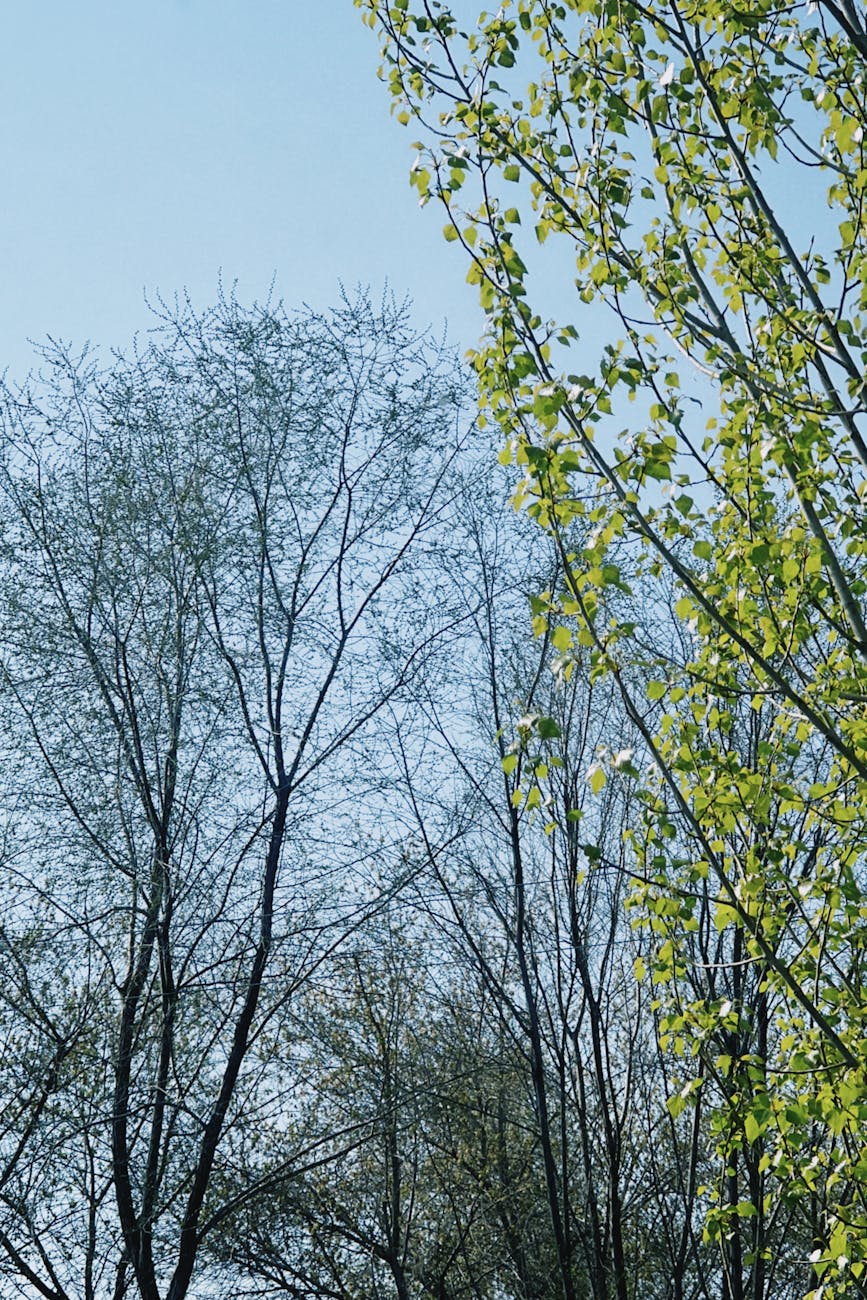 spring trees against a clear blue sky