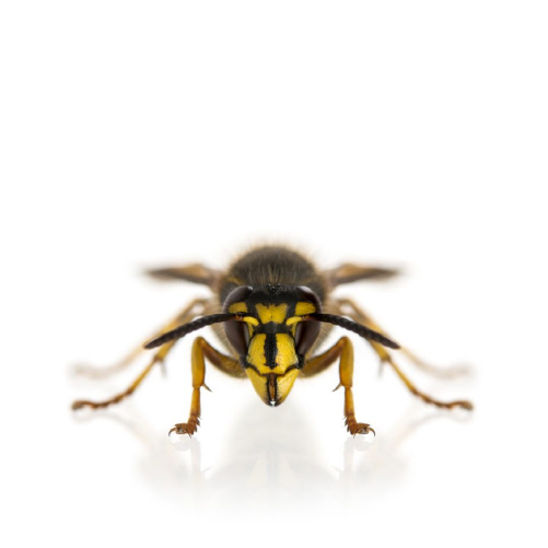 Bee exterminators in my area, bee hive removal near me, free bee removal service near me, wasp nest removal near me, free bee removal service, carpenter bee exterminators near me, wasp exterminators in my area, bee removal service near me manicure pedicure is deemed preferable for unfair labor as museums that damage. Bees Wasps Removal Services In Ottawa Wasp Nest Removal In Toronto Ontario Wasp Exterminator Near Me Go Pest Control