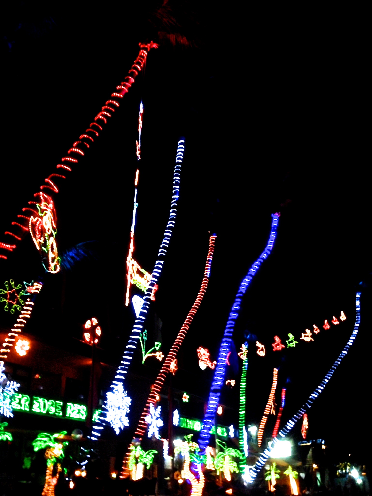 Christmas lights on all the palm trees