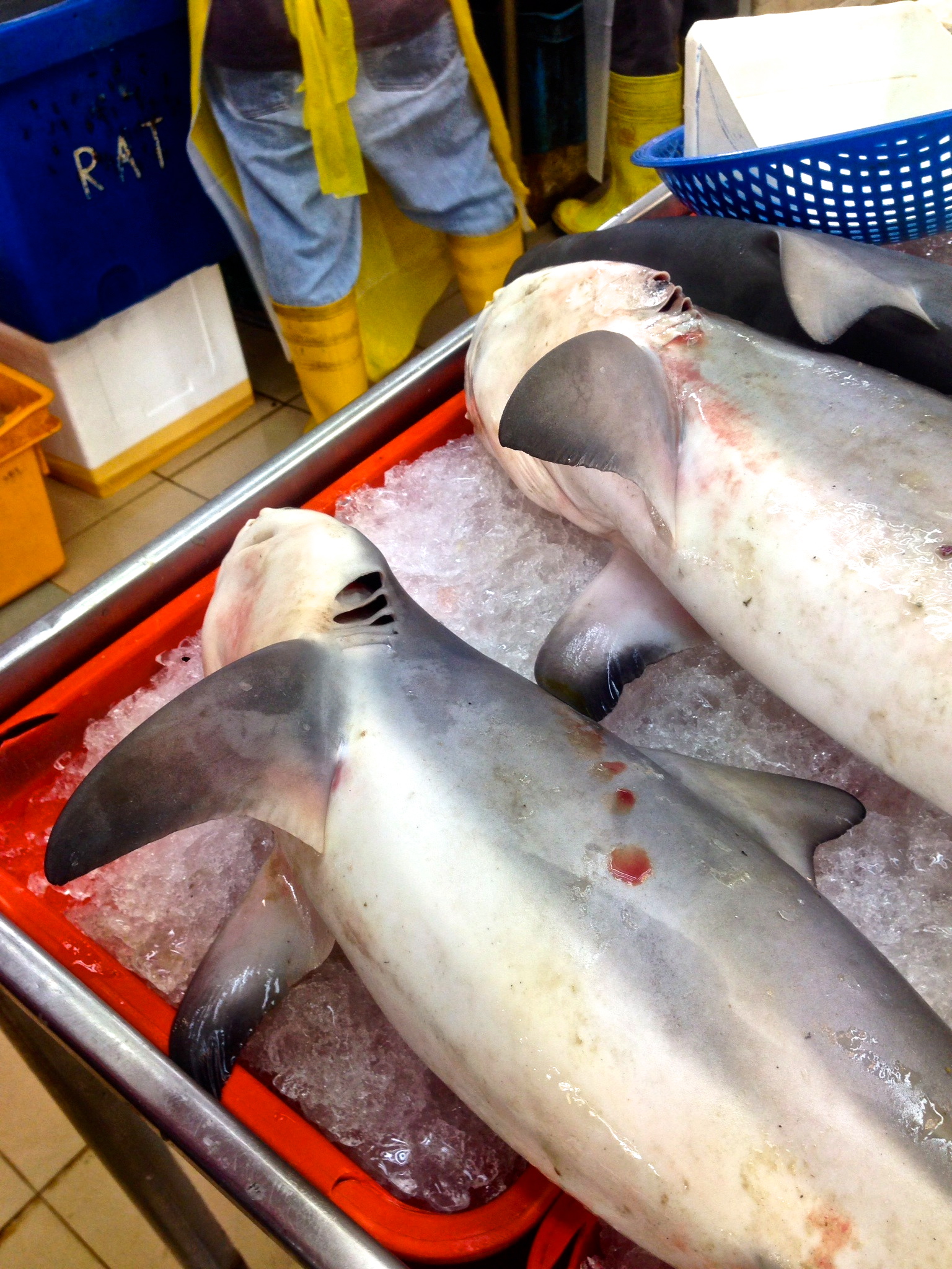 Shark at the wet market
