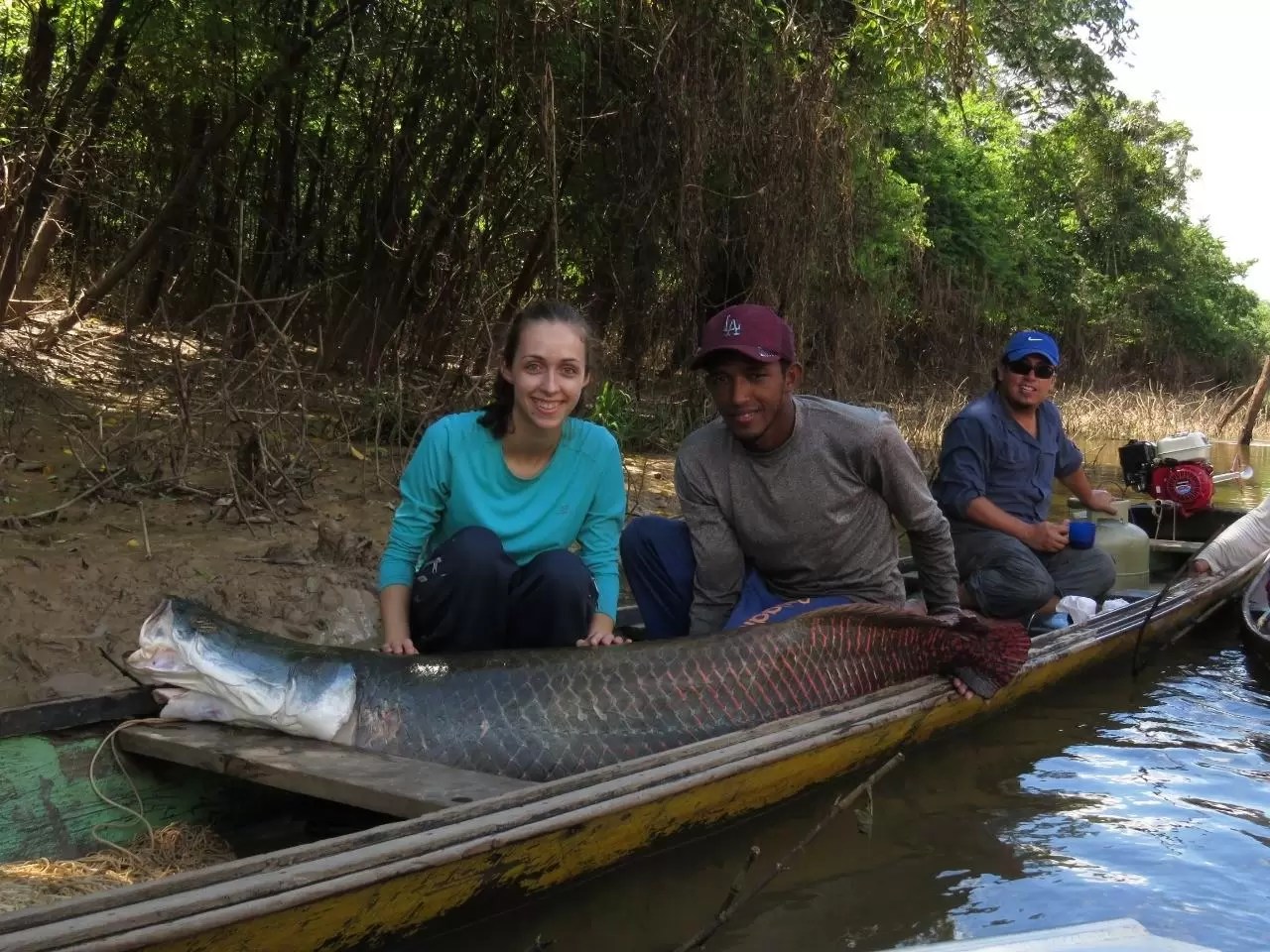 ESTUDO CIENTÍFICO APONTA QUE PIRARUCU SELVAGEM DA AMAZÔNIA TEM ALIMENTAÇÃO  ORGÂNICA | Gosto da Amazônia