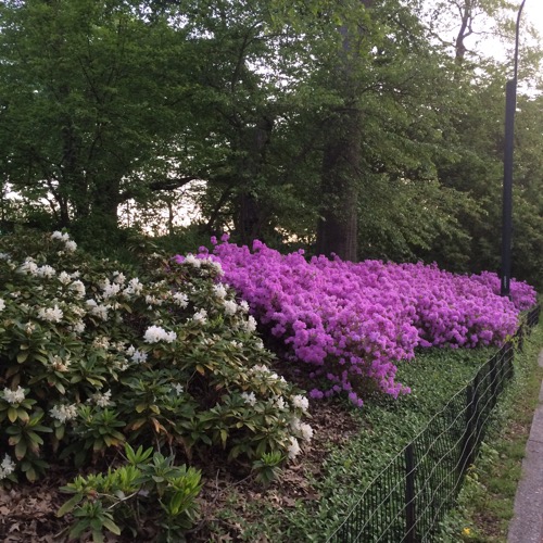 Five Reasons I Love Running In Central Park Got2Run4MeRunning With Perseverance