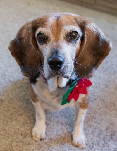 Audrey