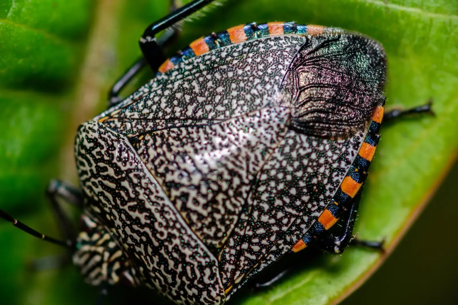 Close view of a black and white patterned insect resting on a green leaf