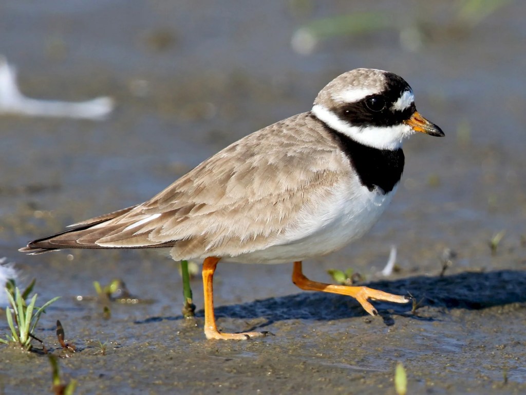 Common Ringed Plover Eurobirdwatch 2025