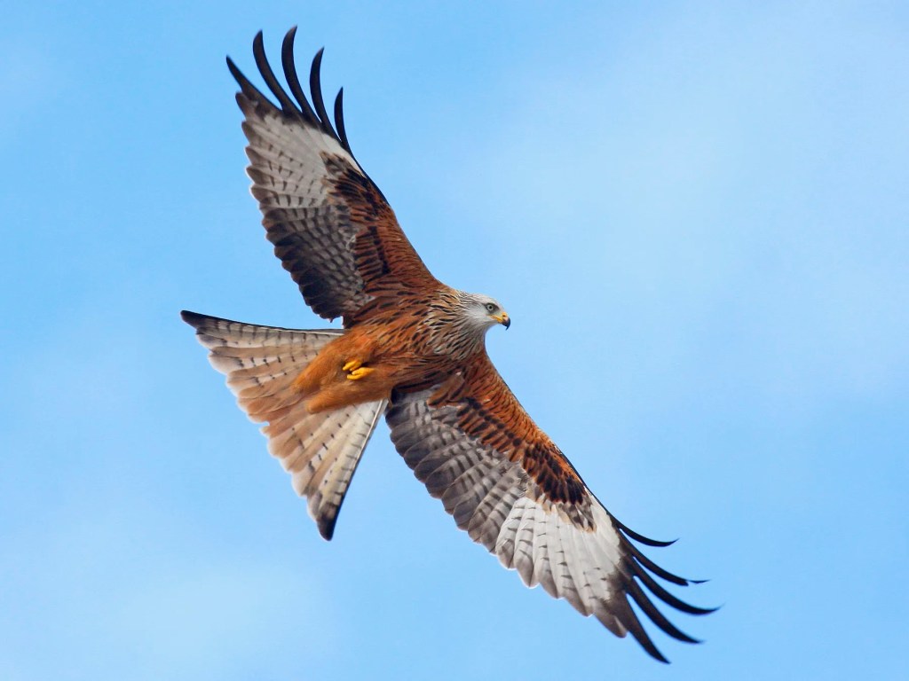 Red Kite Eurobirdwatch 2025