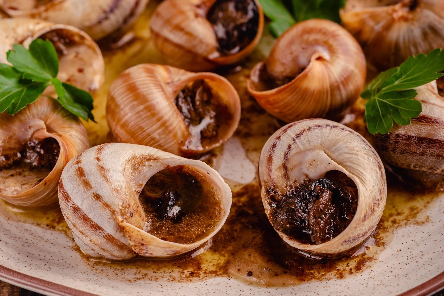 A baking tray of oven-roasted snails in their shells, sizzling with olive oil, garlic and parsley, served in the traditional Catalan cargols a la llauna style