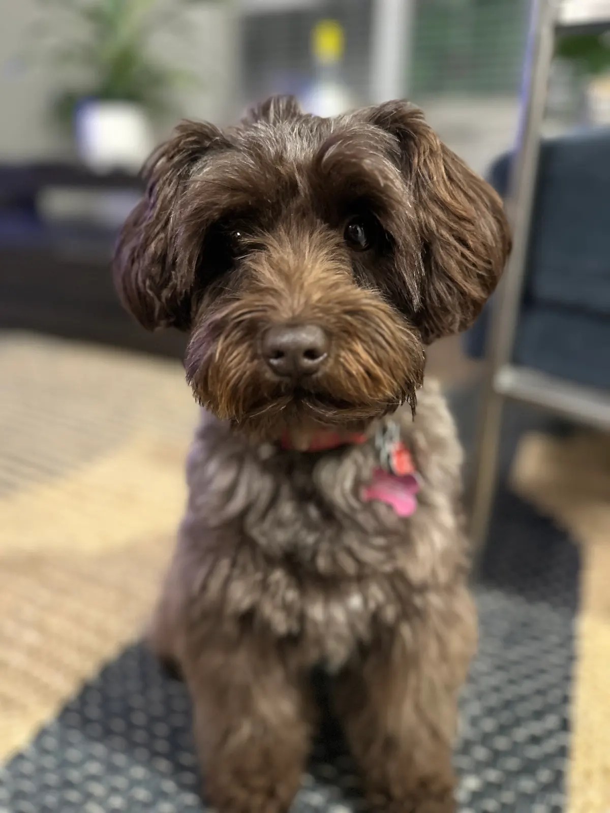 Fluffy doodle close-up