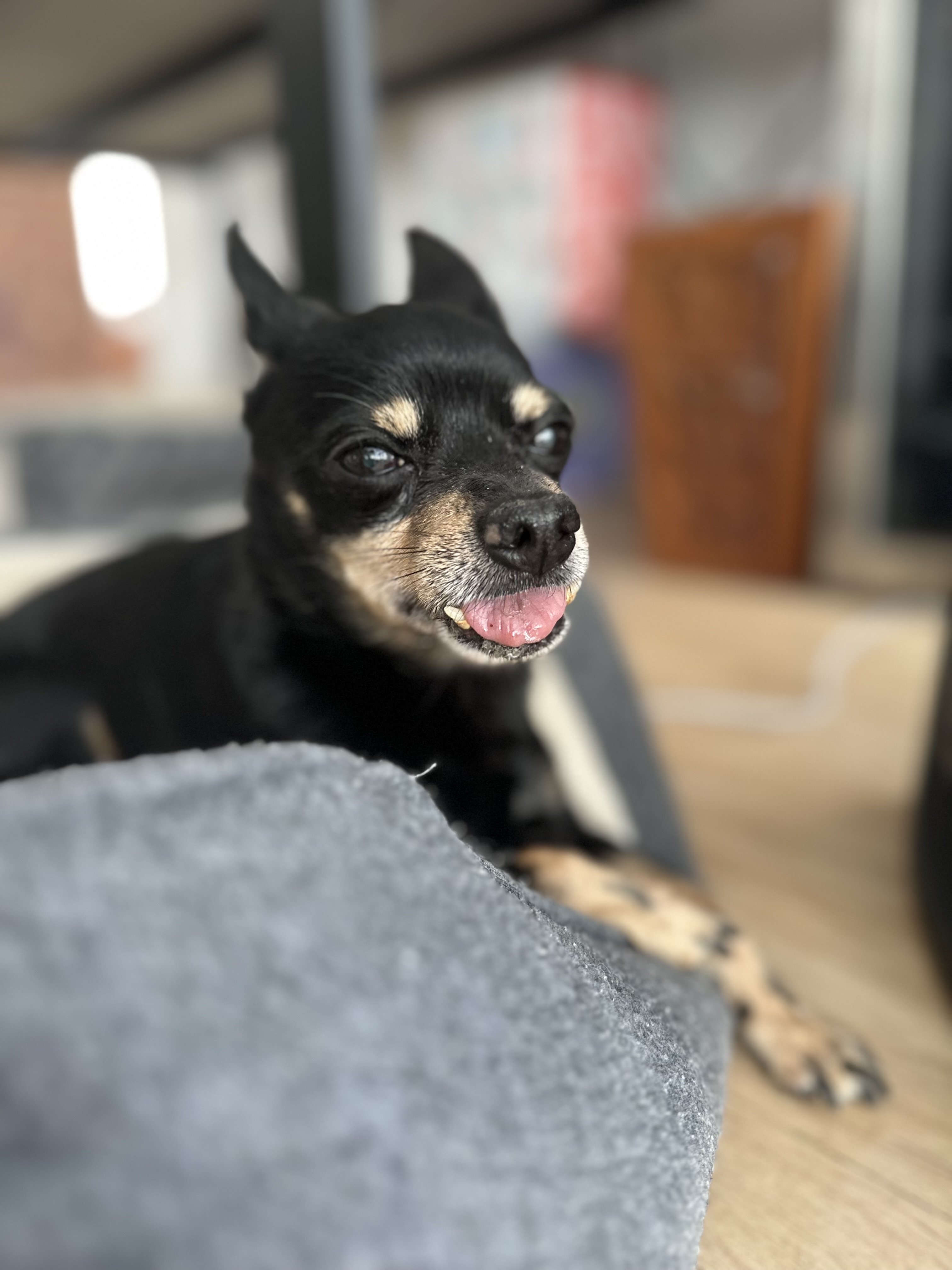 Pet drop-in visit