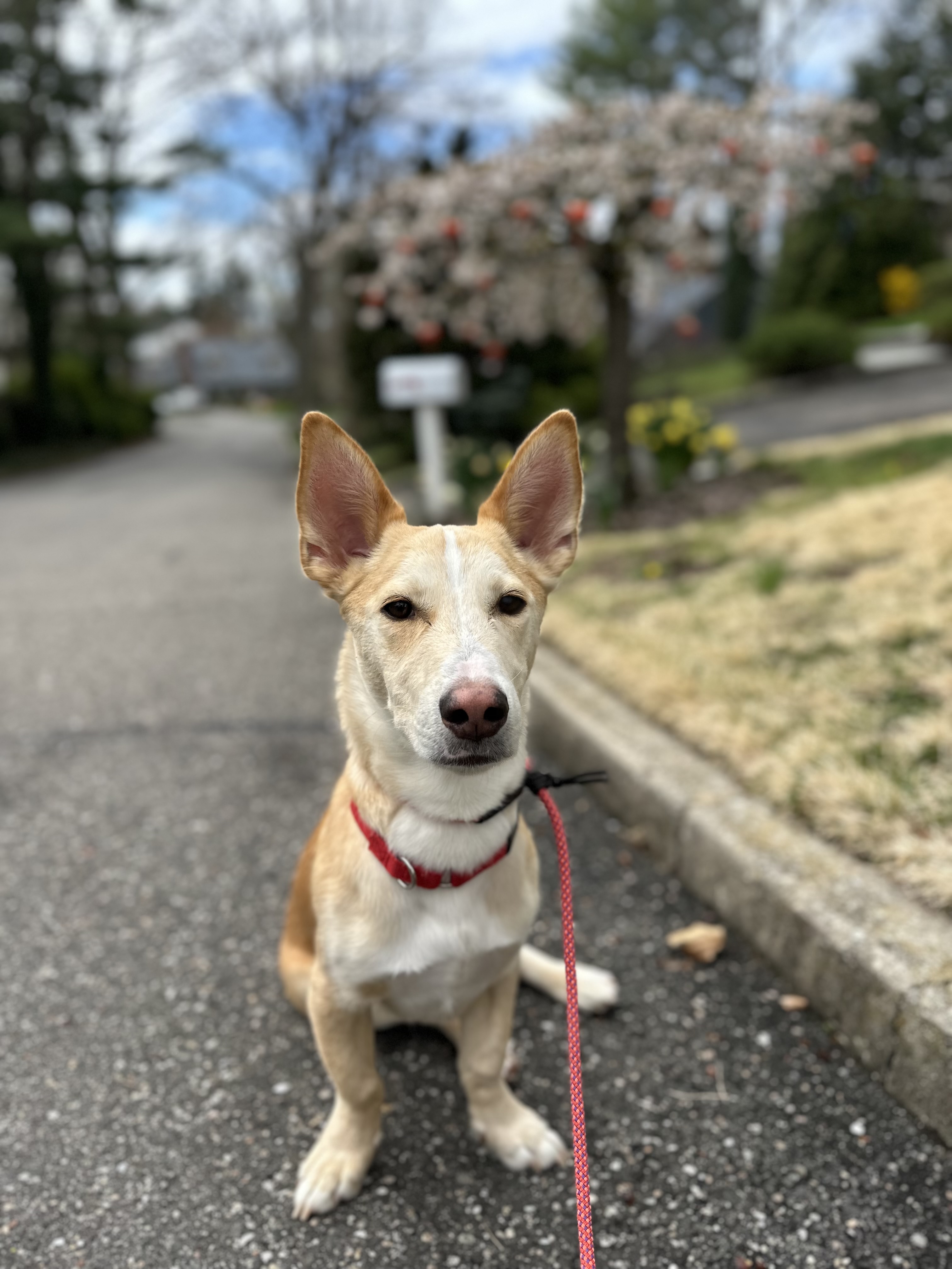Walk Saver — multiple dogs