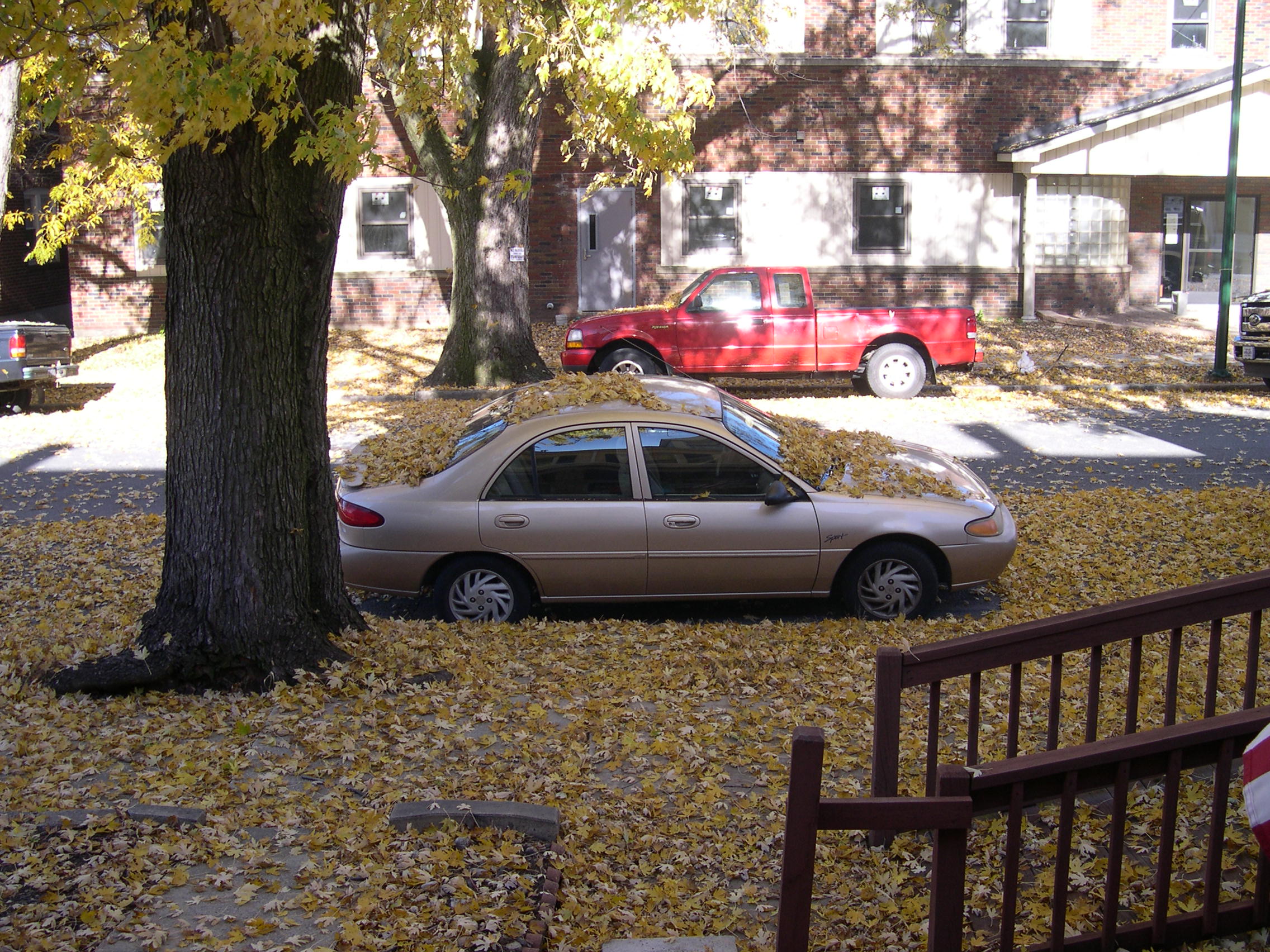 If you wonder where all the leaves went...