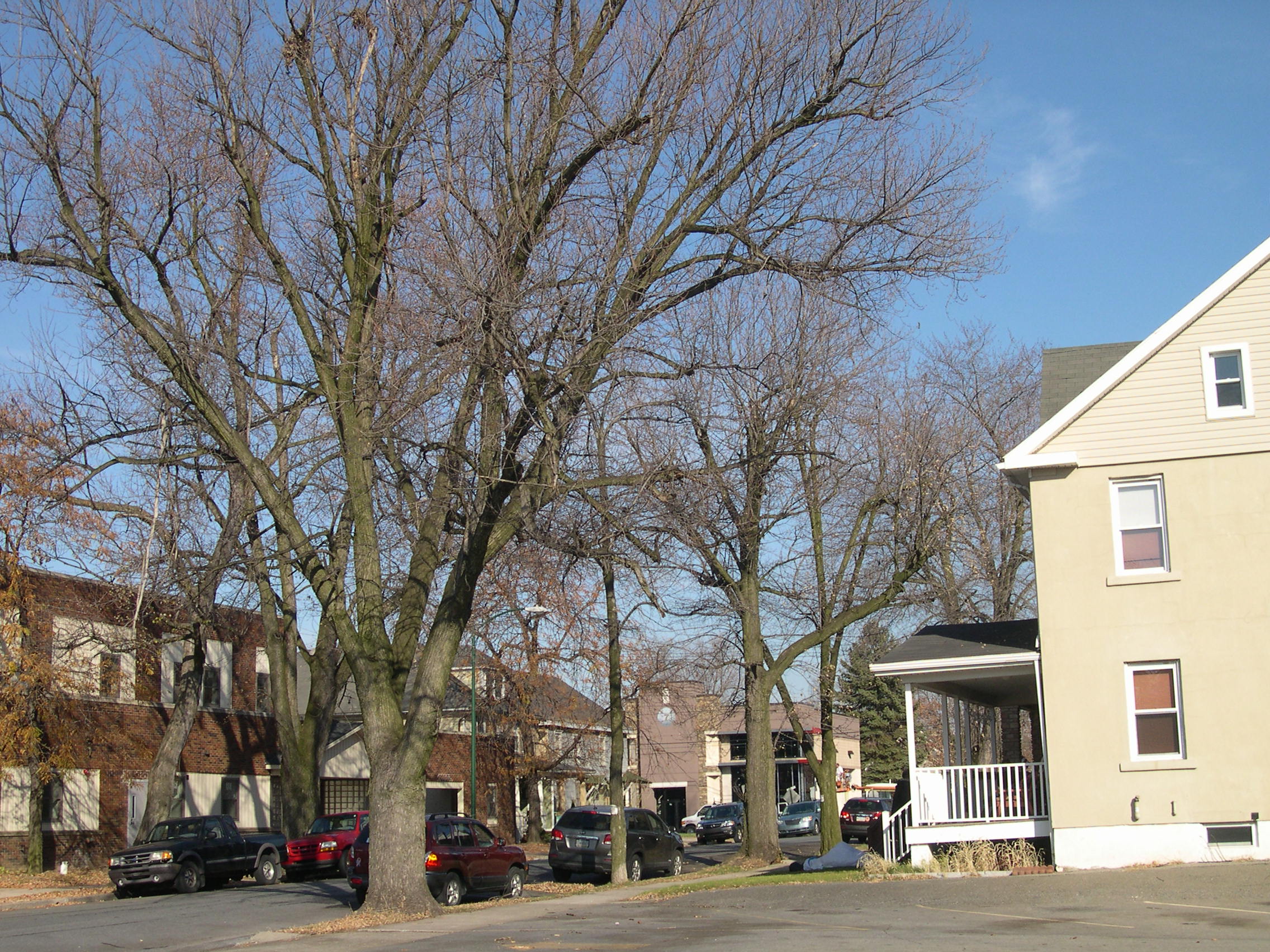 Bare trees