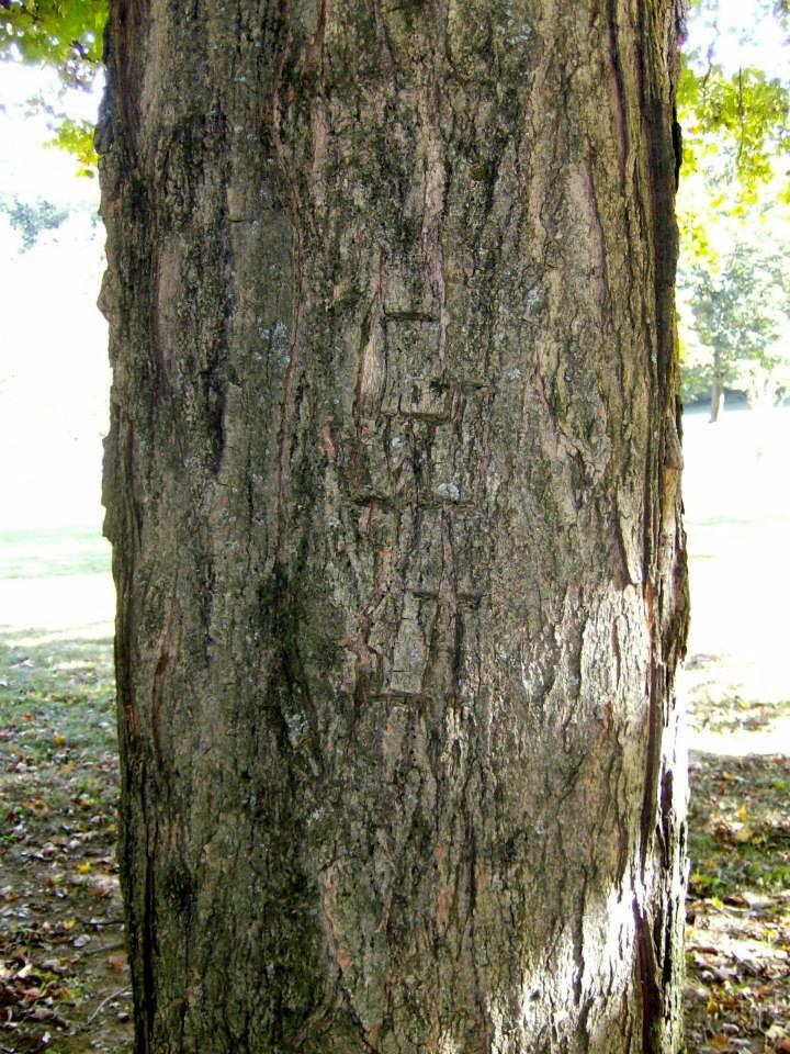 Initials in "our tree" - Now