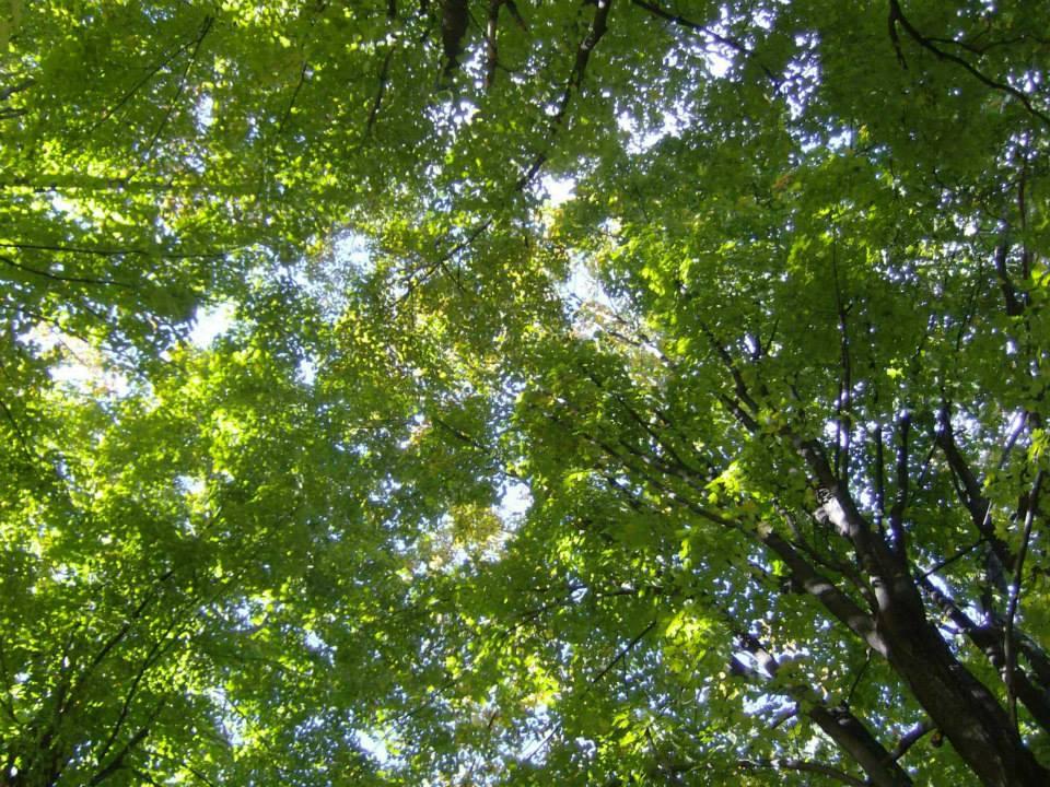 Lying in the hammock view