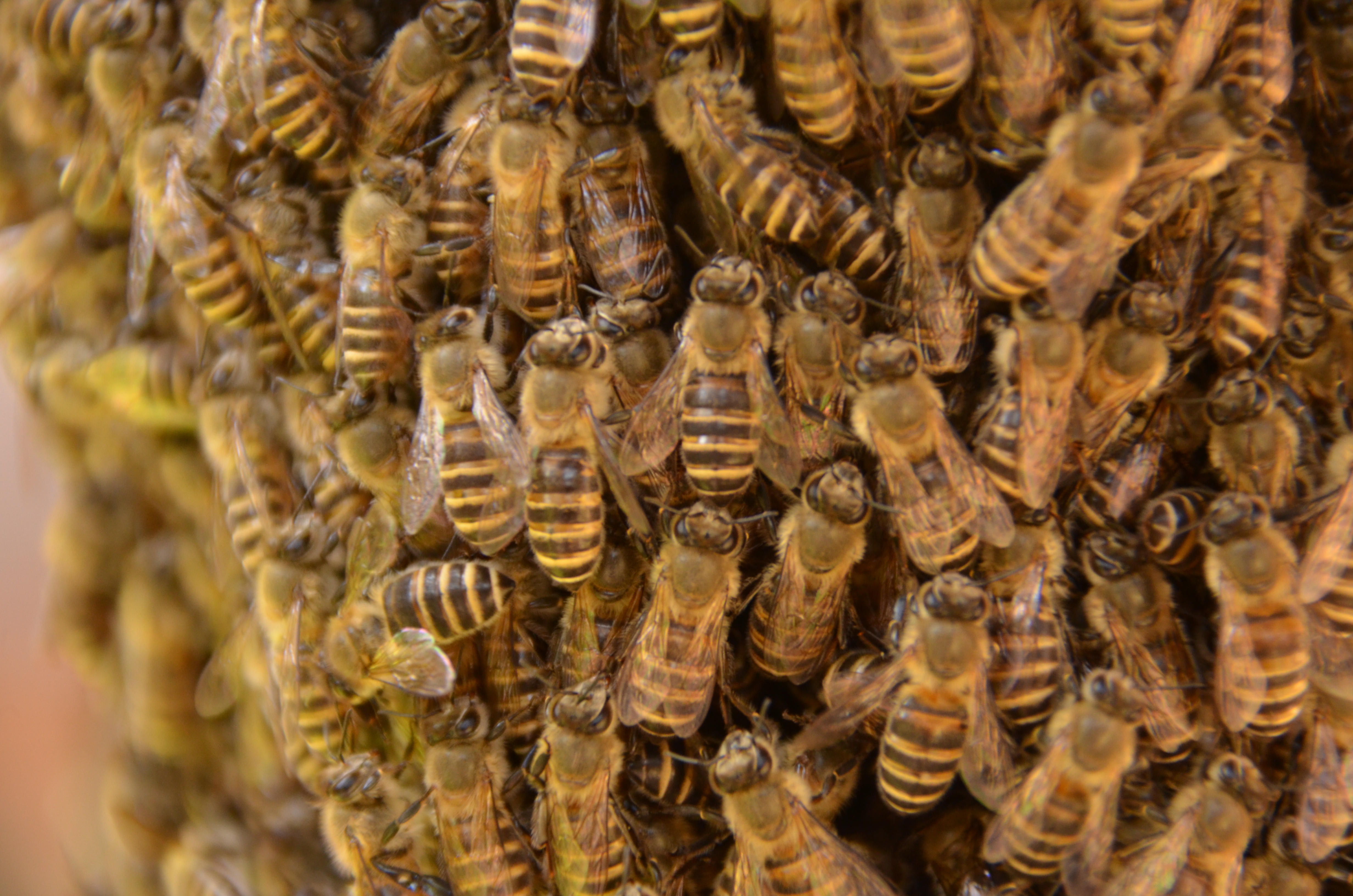 日本蜜蜂 みつばち 今春分蜂群です 金稜辺に誘引されて入居した群です