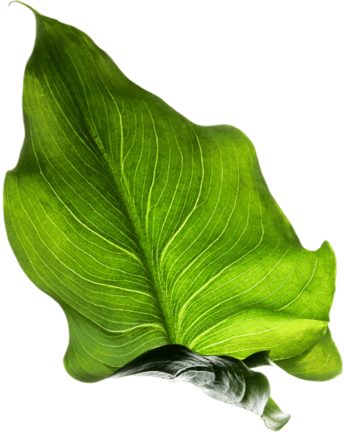 leaf