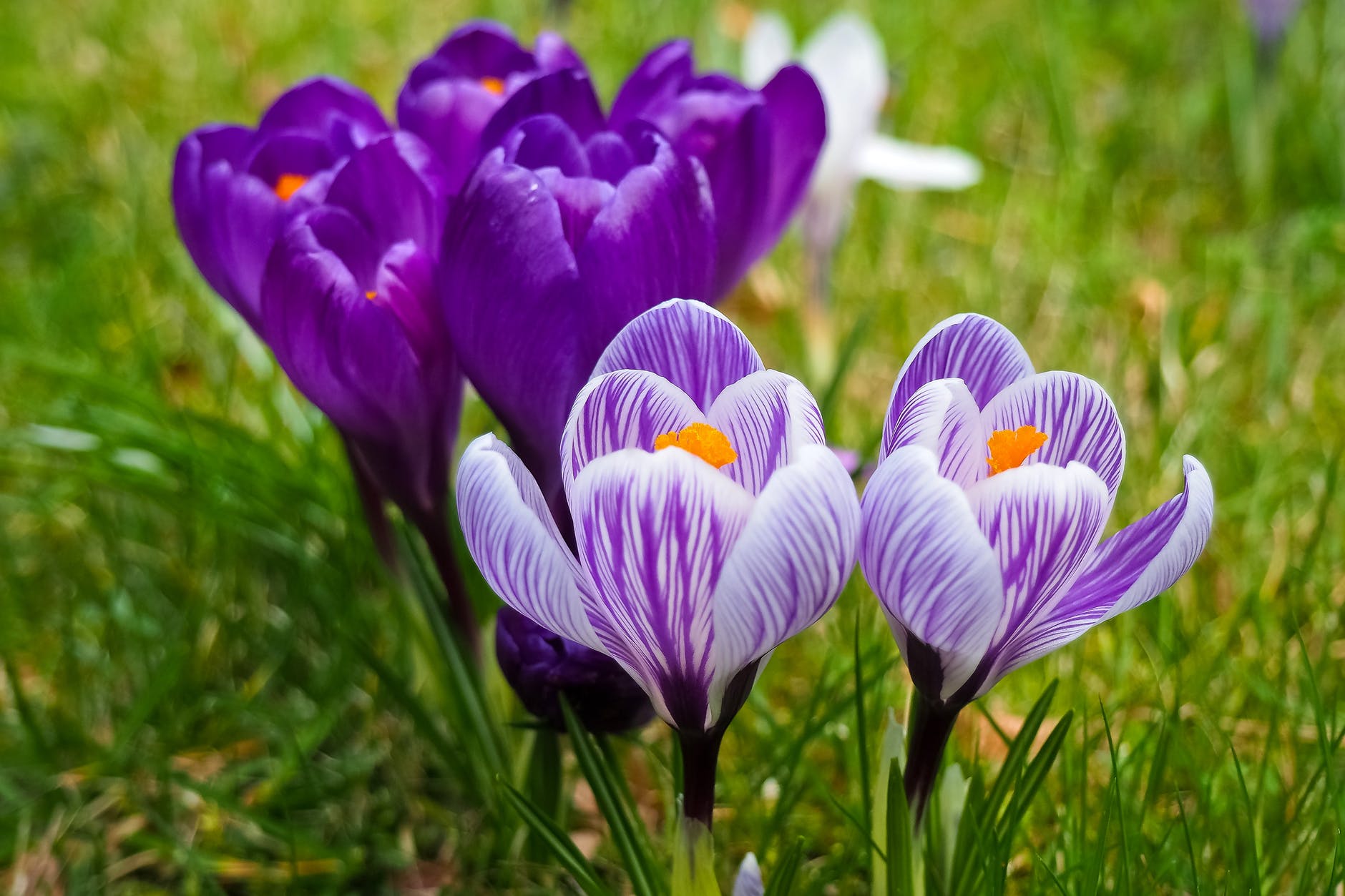 purple flowers