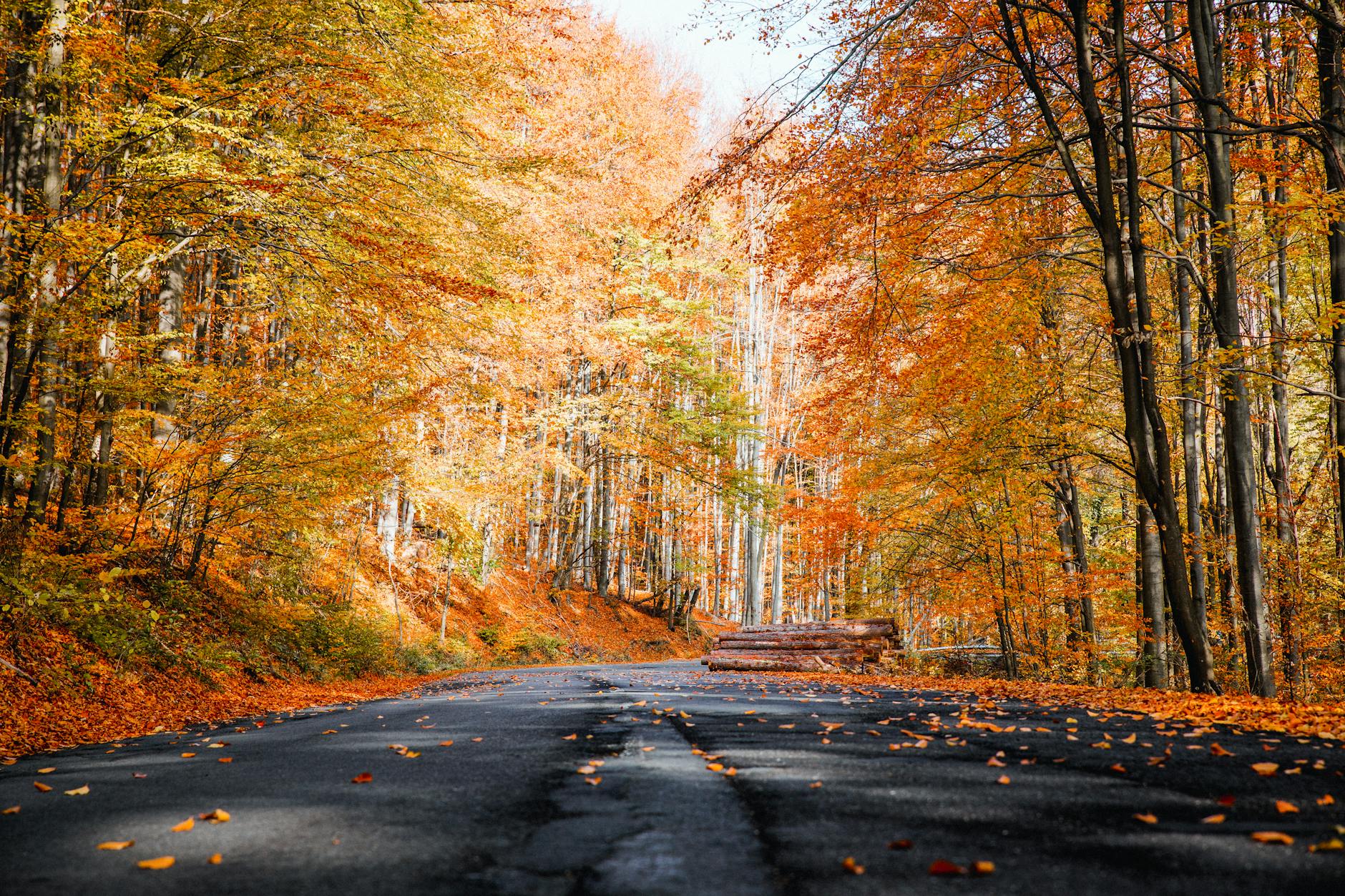 photo of roadway during fall