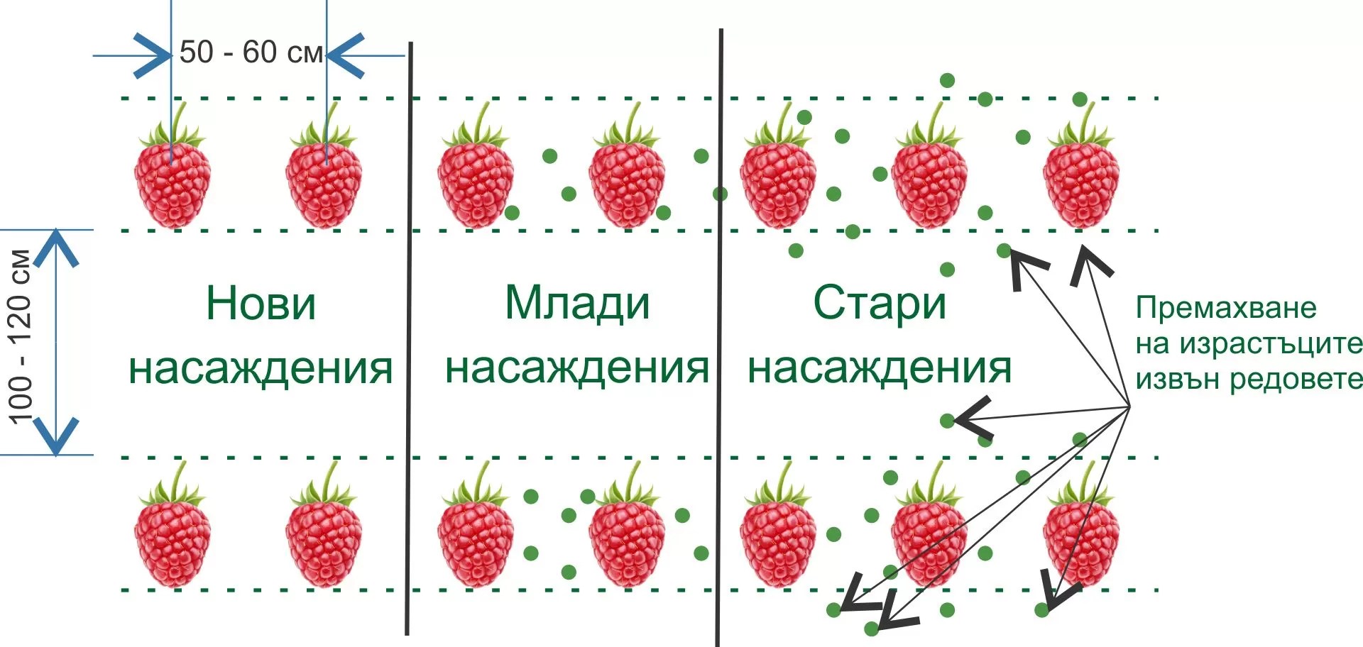 Грижи при отглеждането на малините