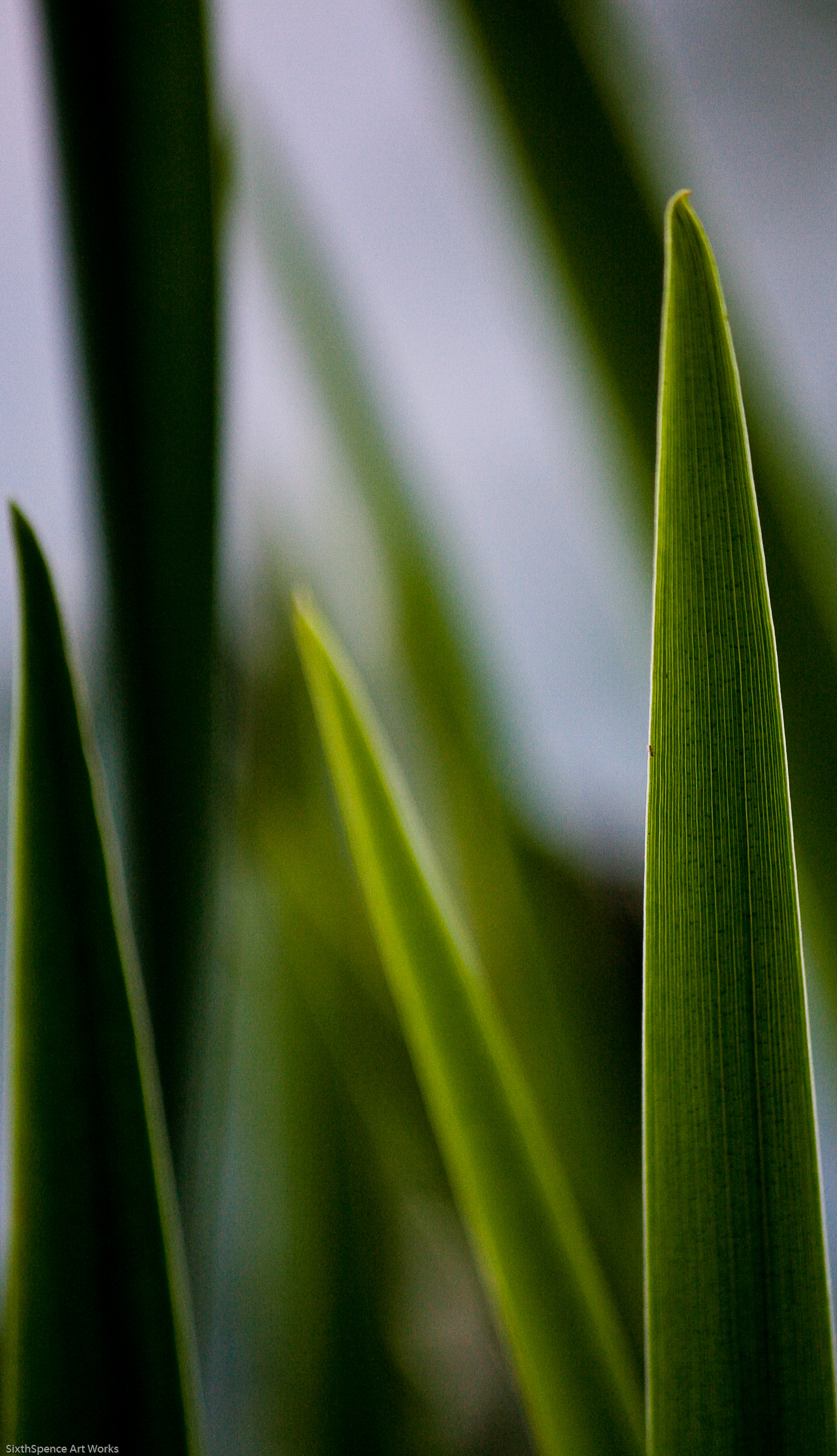 Green blades of grass, close up shot